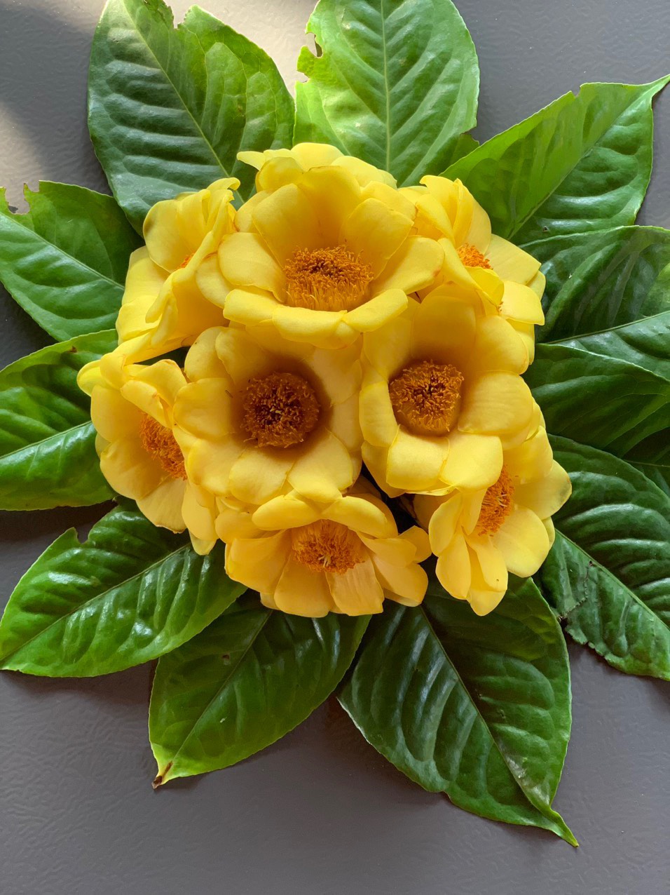 Dự án Trà Hoa Vàng Gia Lai