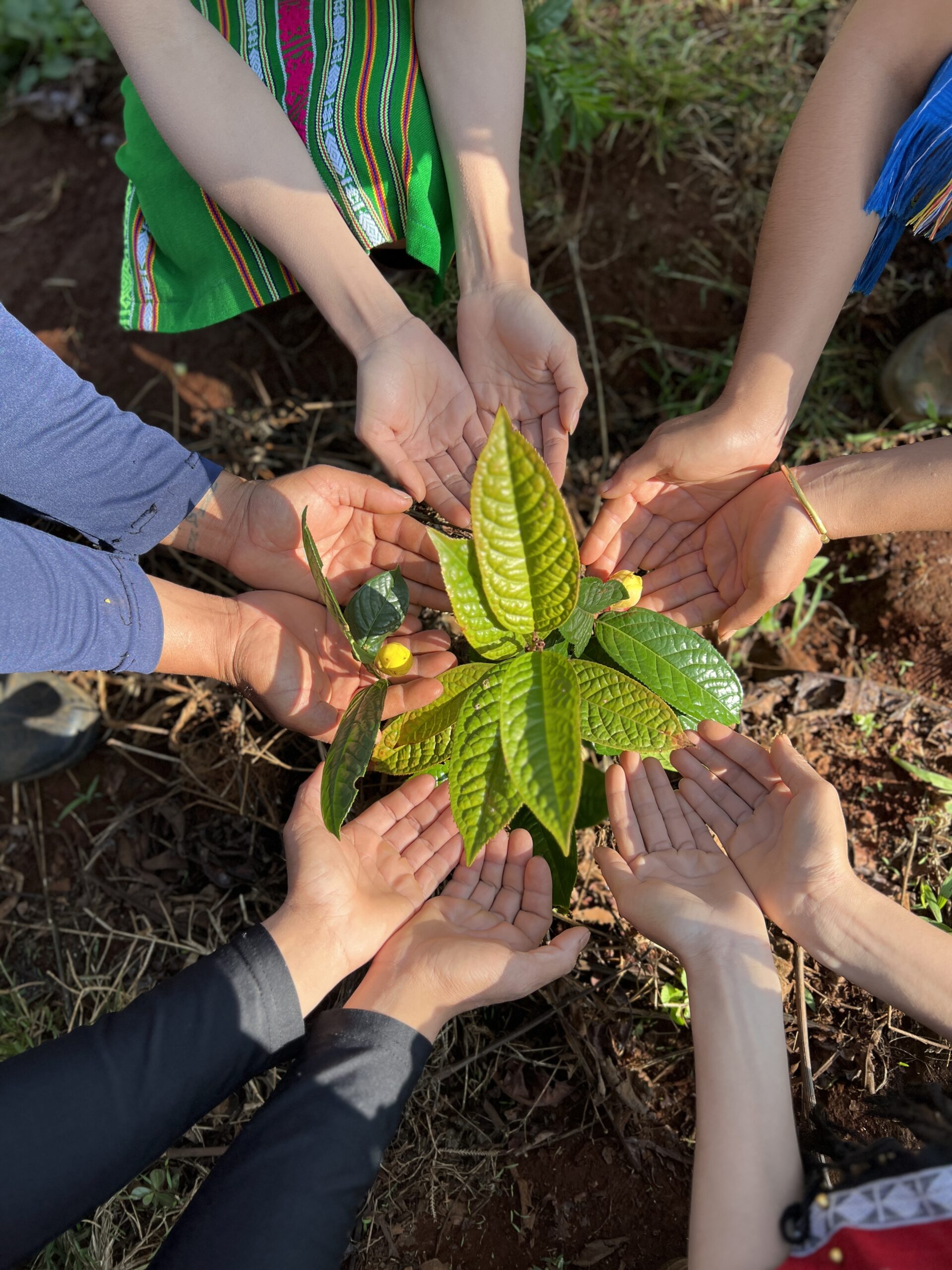 Lĩnh vực nông nghiệp Trường Dương