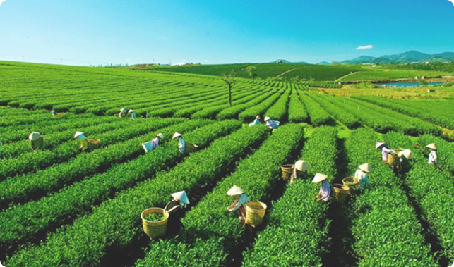 Expertise 5 Expertise linh vuc nong nghiep