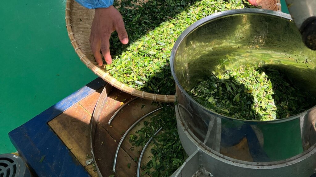 Lá trà hoa vàng có tác dụng gì? Khám phá "kho báu" sức khỏe từ vùng đất Gia Lai quy trinh trong va che bien tra hoa vang 10