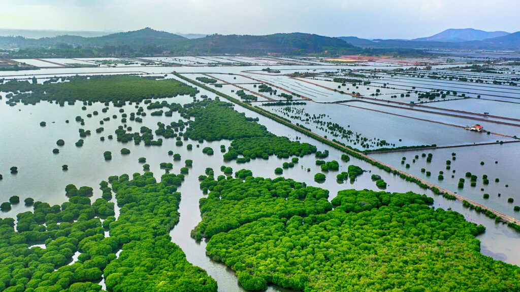 Rừng ngập mặn Quảng Yên