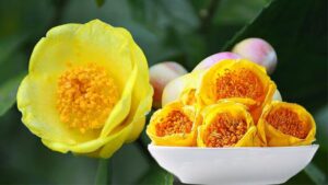 Is Gia Lai Golden Camellia Tea Good for People With Diabetes? Research From Assoc. Prof. Dr. Nguyen Huu Lac Thuy thu hoach tra hoa vang