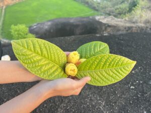 LÁ TRÀ HOA VÀNG GIA LAI