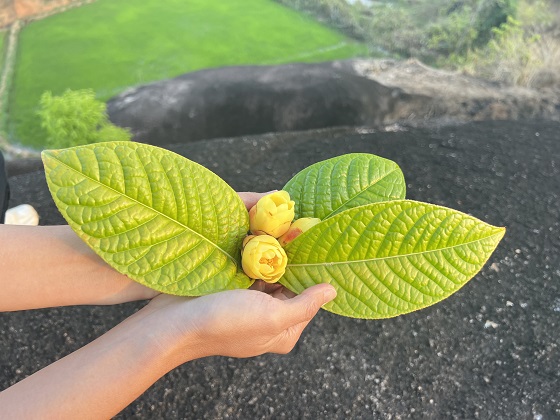 LÁ TRÀ HOA VÀNG GIA LAI