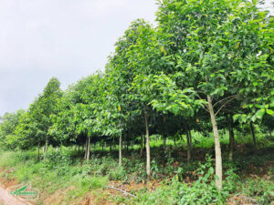 Những đặc điểm của cây Bò Ma 5 Cây bò ma