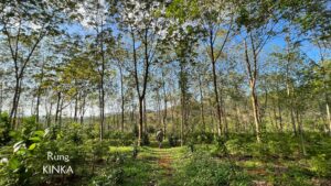 Rừng ở Việt Nam và các cách phân loại 1 Rừng Trà KINKA