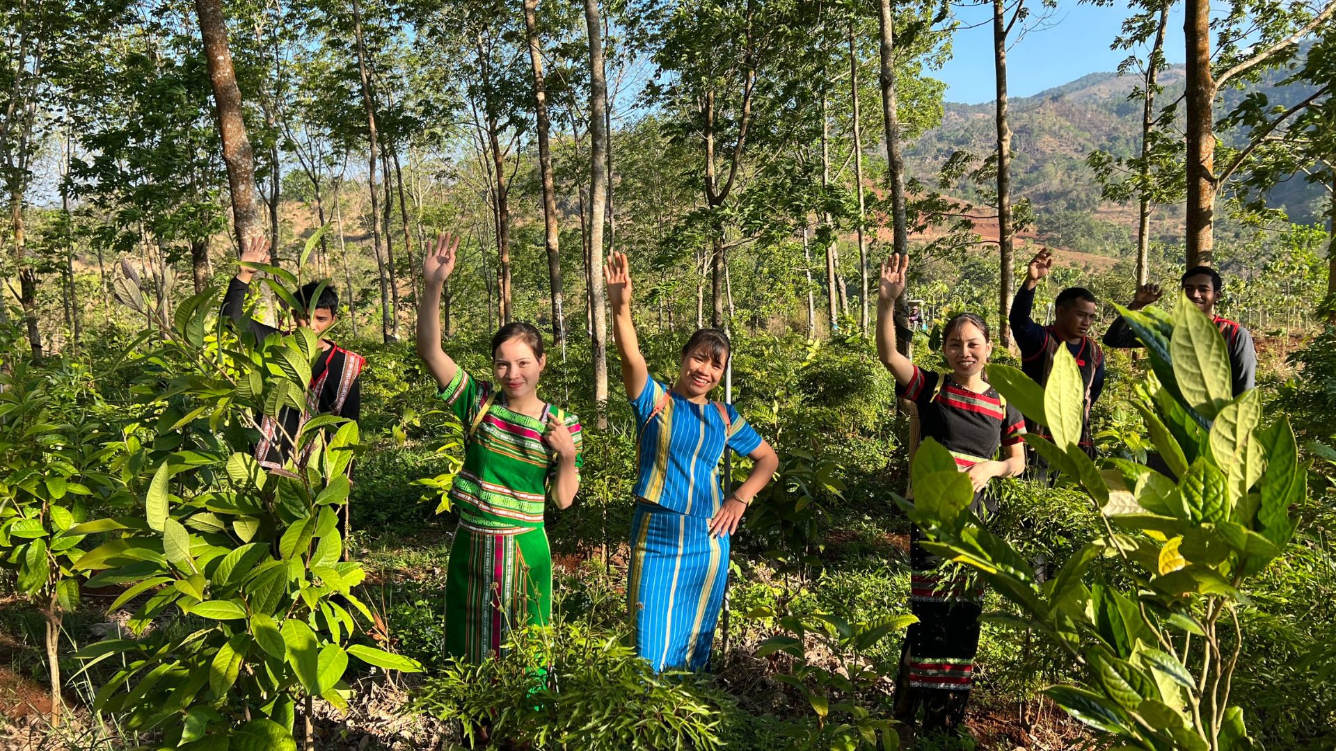 Tea & Medicinal Herbs Rung tra hoa vang Kinka tai Gia Lai Tay Nguyen