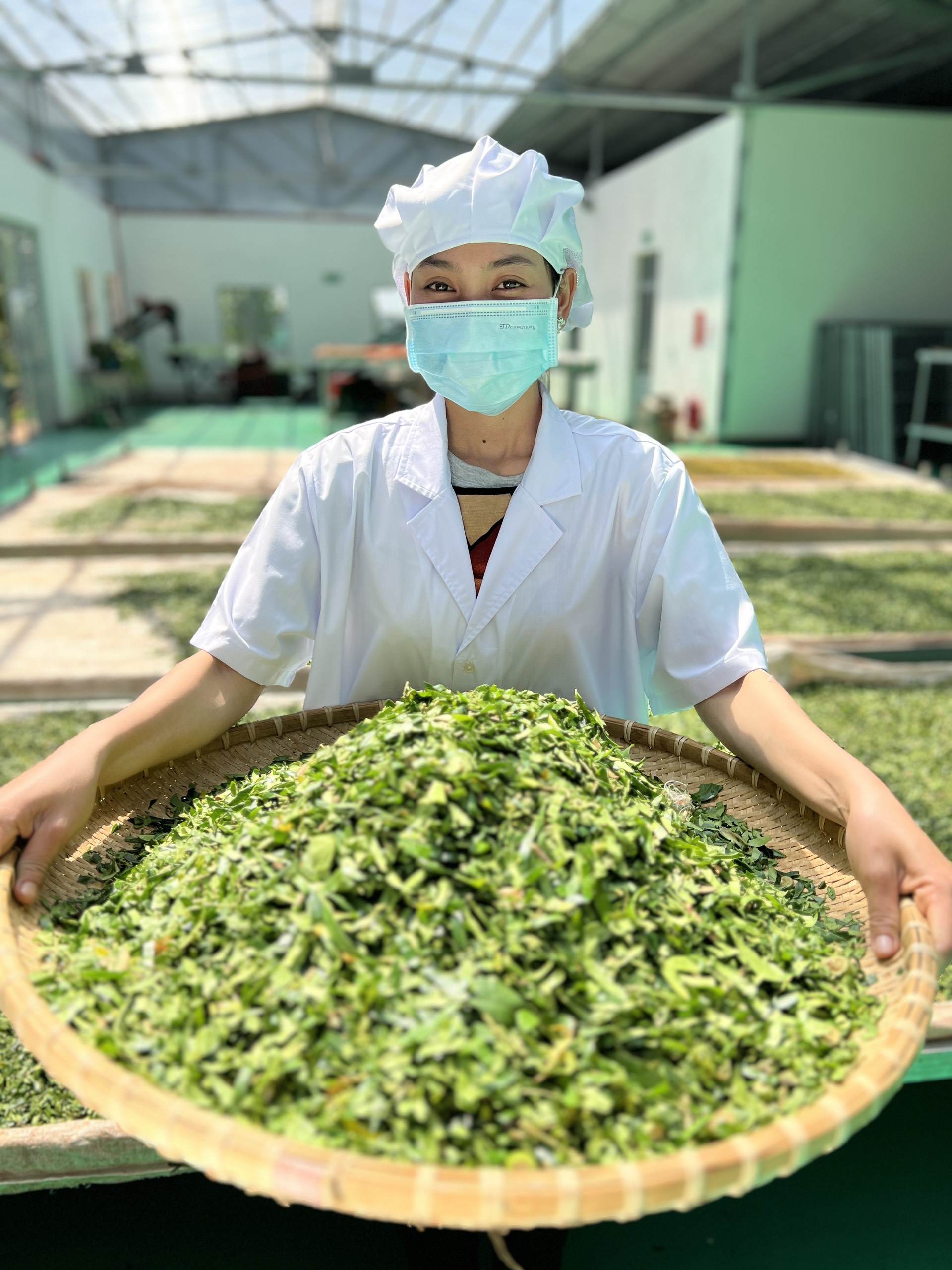 Tea & Medicinal Herbs san xuat tra KINKA 1