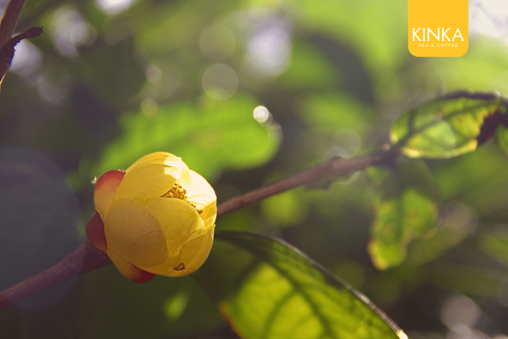Lá trà hoa vàng có tác dụng gì? Khám phá "kho báu" sức khỏe từ vùng đất Gia Lai thu hoach tra hoa vang 1
