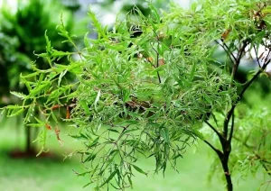 Top 5+ công dụng bất ngờ của trà đinh lăng đối với sức khỏe 2 Top 5+ công dụng bất ngờ của trà đinh lăng đối với sức khỏe cay dinh lang la cay gi