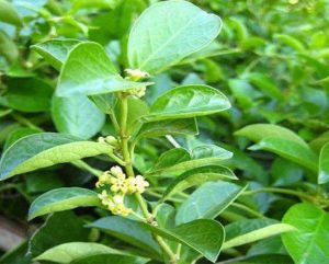 Trà dây thìa canh - 14 ngày uống trà dây thìa canh, đường huyết ổn định bất ngờ. 1 Trà dây thìa canh - 14 ngày uống trà dây thìa canh, đường huyết ổn định bất ngờ. day thia canh 1 FOOD