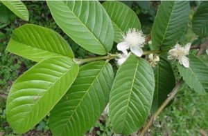 Trà Lá Ổi - Bí Quyết Sức Khỏe Từ Thiên Nhiên 11 Trà Lá Ổi - Bí Quyết Sức Khỏe Từ Thiên Nhiên la oi