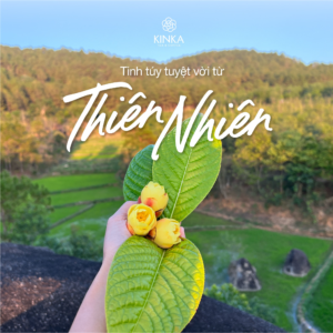 Golden Camellia Tea Benefits: 9 Reasons to Try This Rare Vietnamese Tea image 5