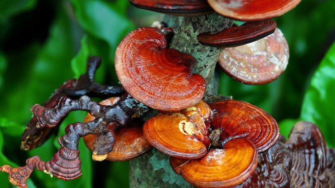 🌿 KHÁM PHÁ TRÀ TIM SEN LINH CHI KINKA – BÍ QUYẾT NGỦ NGON & SỐNG KHỎE TỪ TỰ NHIÊN 🌿 3 🌿 KHÁM PHÁ TRÀ TIM SEN LINH CHI KINKA – BÍ QUYẾT NGỦ NGON & SỐNG KHỎE TỪ TỰ NHIÊN 🌿 image 2