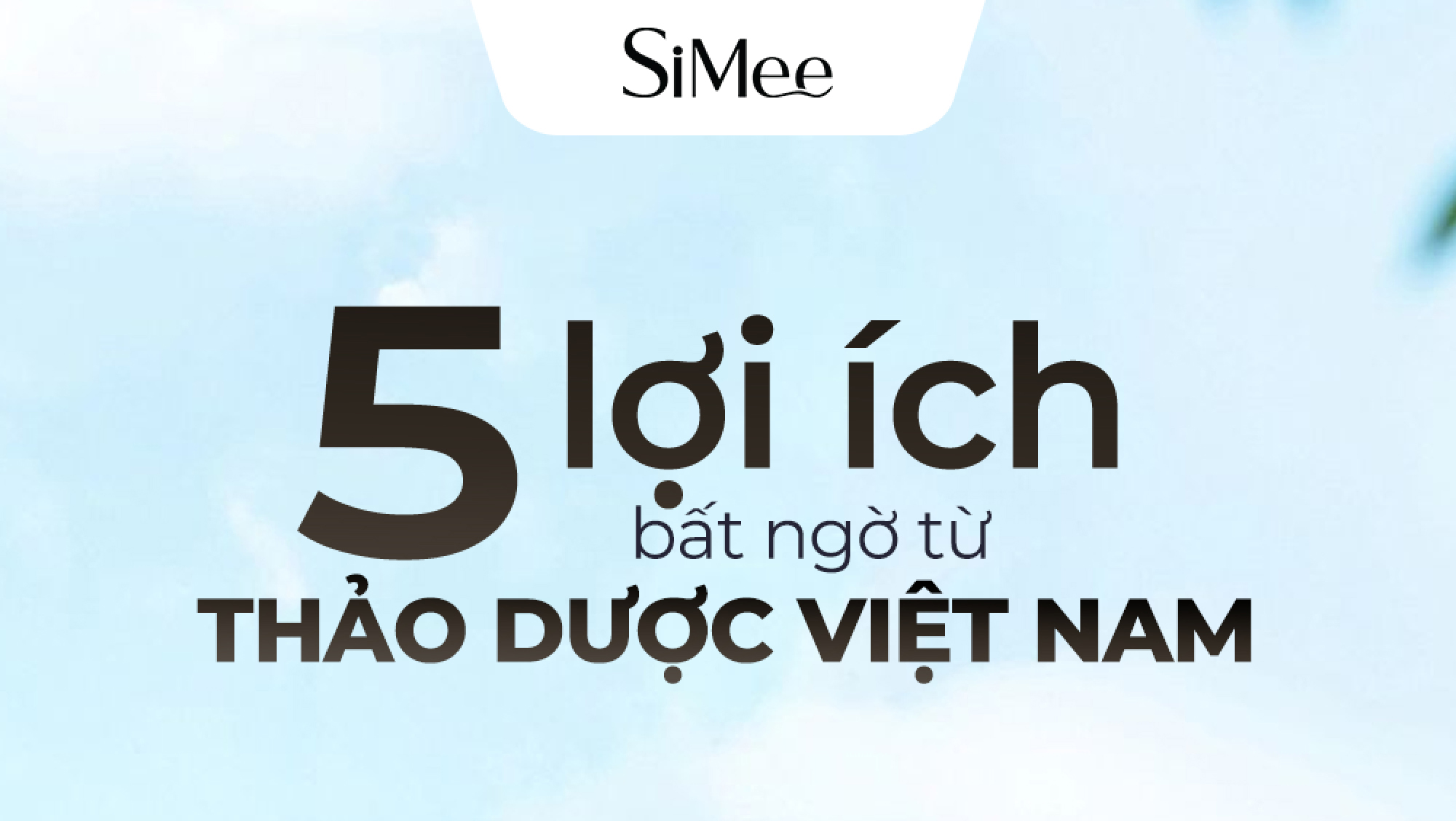 5 Lợi Ích Tuyệt Vời Từ Thảo Dược Việt Nam Giúp Tóc Khỏe – Da Đẹp Mỗi Ngày A
