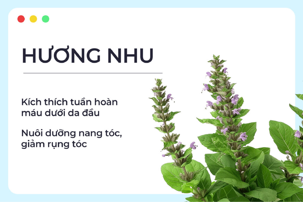 5 Lợi Ích Tuyệt Vời Từ Thảo Dược Việt Nam Giúp Tóc Khỏe – Da Đẹp Mỗi Ngày D