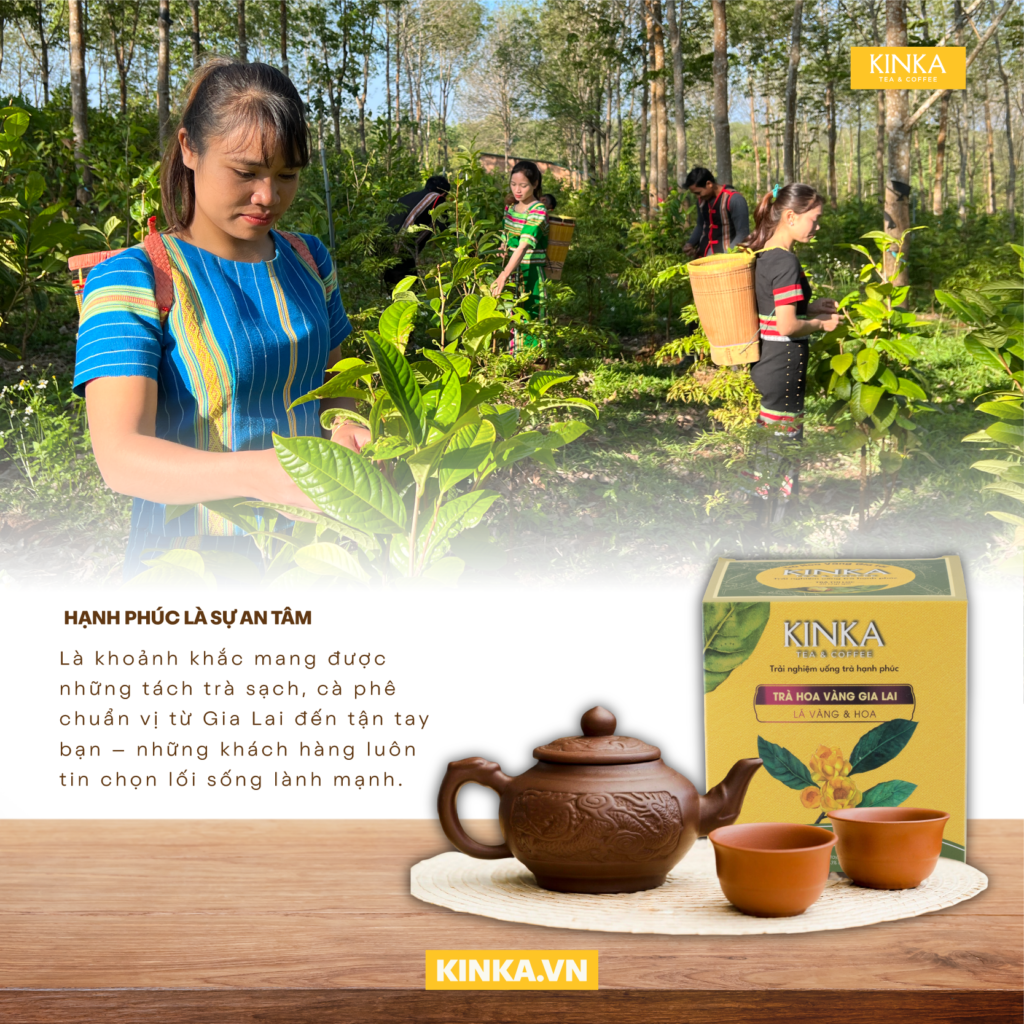 KINKA Hành Trình Lan Tỏa Sự Tử Tế: Hạnh Phúc Từ Tách Trà Hoa Vàng Thuần Khiết 1 tra hoa vang Gia Lai KINKA