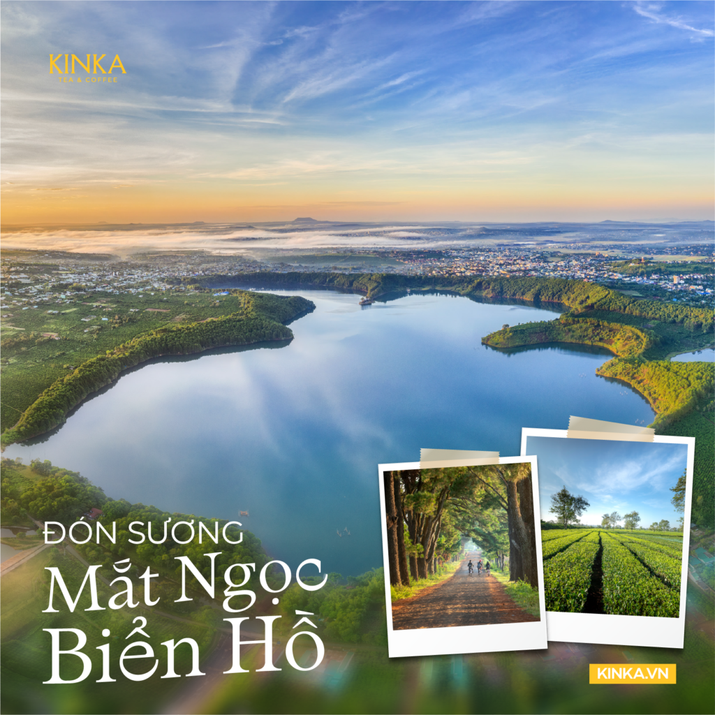 Trà Hoa Vàng Gia Lai Trồng Ở Điều Kiện Khí Hậu, Thổ Nhưỡng Nào? 2 4 gia lai ddaij nganf 02 1