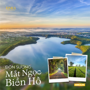 Trà Hoa Vàng Gia Lai Trồng Ở Điều Kiện Khí Hậu, Thổ Nhưỡng Nào? 2 4 gia lai ddaij nganf 02 1