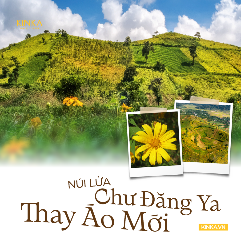 Vì Sao Chư Đăng Ya, Gia Lai Được Chọn Để Phát Triển Vùng Dược Liệu? 2 4 gia lai ddaij nganf 03
