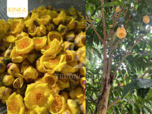 Gia Lai Golden Camellia Tea (KINKA): The Complete Guide to Benefits, Brewing & Where to Buy TRA HOA VANG KINKA