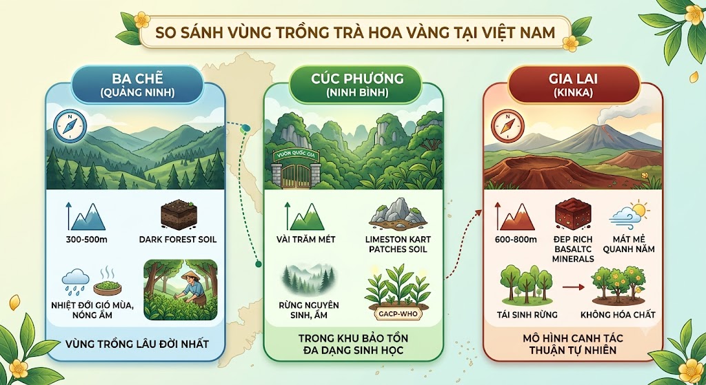 Trà Hoa Vàng Gia Lai Khác Gì Trà Hoa Vàng Ba Chẽ, Ninh Bình? So Sánh Vùng Trồng 1 Trà Hoa Vàng Gia Lai Khác Gì Trà Hoa Vàng Ba Chẽ, Ninh Bình? So Sánh Vùng Trồng b828fd45 5ba5 4586 a755 9ec7f69ad480