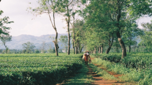 The History of the French-Era Bien Ho Tea Plantation — A Century-Old Legacy Beside KINKA's Golden Camellia Growing Region image 7