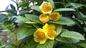 Gia Lai vs. Ba Che & Ninh Binh: How Vietnam's Golden Camellia Growing Regions Compare tra hoa vang ba che