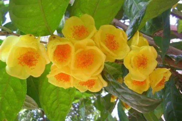 Trà Hoa Vàng Gia Lai Khác Gì Trà Hoa Vàng Ba Chẽ, Ninh Bình? So Sánh Vùng Trồng 3 Trà Hoa Vàng Gia Lai Khác Gì Trà Hoa Vàng Ba Chẽ, Ninh Bình? So Sánh Vùng Trồng tra hoa vang cuc phuong bao boi cua tinh ninh binh