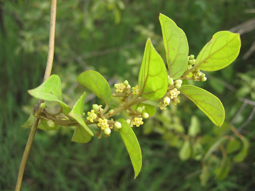 Dây Thìa Canh (Gymnema Sylvestre) — Cơ Chế Hạ Đường Huyết Được Khoa Học Chứng Minh image 3