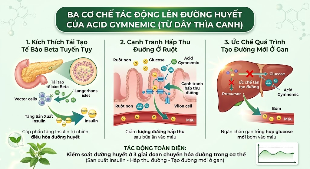Dây Thìa Canh (Gymnema Sylvestre) — Cơ Chế Hạ Đường Huyết Được Khoa Học Chứng Minh image 4